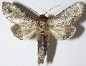  ( - 07-SRNP-23816)  @14 [ ] CreativeCommons - Attribution Non-Commercial Share-Alike (2013) Daniel H. Janzen Guanacaste Dry Forest Conservation Fund