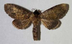  ( - 07-SRNP-30440)  @14 [ ] CreativeCommons - Attribution Non-Commercial Share-Alike (2007) Daniel H. Janzen Guanacaste Dry Forest Conservation Fund