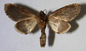  ( - 07-SRNP-30440)  @14 [ ] CreativeCommons - Attribution Non-Commercial Share-Alike (2007) Daniel H. Janzen Guanacaste Dry Forest Conservation Fund