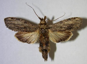  ( - 07-SRNP-30454)  @14 [ ] CreativeCommons - Attribution Non-Commercial Share-Alike (2007) Daniel H. Janzen Guanacaste Dry Forest Conservation Fund