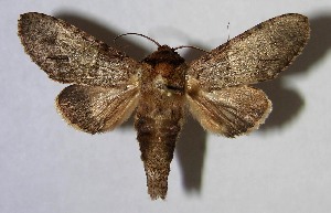  ( - 07-SRNP-30556)  @14 [ ] CreativeCommons - Attribution Non-Commercial Share-Alike (2007) Daniel H. Janzen Guanacaste Dry Forest Conservation Fund