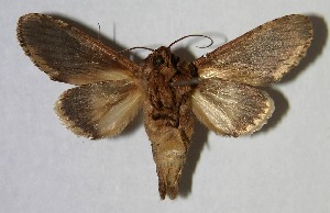  ( - 07-SRNP-30556)  @14 [ ] CreativeCommons - Attribution Non-Commercial Share-Alike (2007) Daniel H. Janzen Guanacaste Dry Forest Conservation Fund