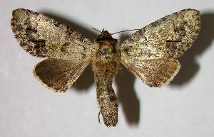  ( - 07-SRNP-31588)  @14 [ ] CreativeCommons - Attribution Non-Commercial Share-Alike (2008) Daniel H. Janzen Guanacaste Dry Forest Conservation Fund