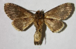  ( - 07-SRNP-31588)  @14 [ ] CreativeCommons - Attribution Non-Commercial Share-Alike (2008) Daniel H. Janzen Guanacaste Dry Forest Conservation Fund