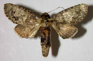  ( - 07-SRNP-31593)  @14 [ ] CreativeCommons - Attribution Non-Commercial Share-Alike (2008) Daniel H. Janzen Guanacaste Dry Forest Conservation Fund