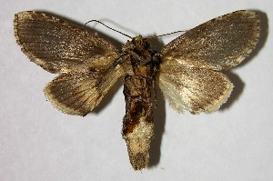  ( - 07-SRNP-31593)  @14 [ ] CreativeCommons - Attribution Non-Commercial Share-Alike (2008) Daniel H. Janzen Guanacaste Dry Forest Conservation Fund