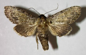  ( - 07-SRNP-32532)  @14 [ ] CreativeCommons - Attribution Non-Commercial Share-Alike (2008) Daniel H. Janzen Guanacaste Dry Forest Conservation Fund