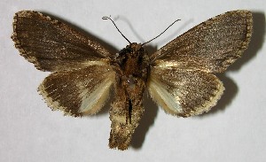  ( - 07-SRNP-32533)  @14 [ ] CreativeCommons - Attribution Non-Commercial Share-Alike (2008) Daniel H. Janzen Guanacaste Dry Forest Conservation Fund