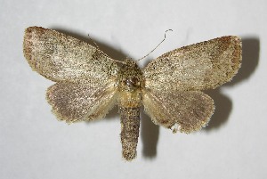  ( - 07-SRNP-57074)  @14 [ ] CreativeCommons - Attribution Non-Commercial Share-Alike (2008) Daniel H. Janzen Guanacaste Dry Forest Conservation Fund