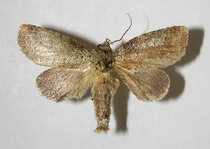  ( - 07-SRNP-57076)  @14 [ ] CreativeCommons - Attribution Non-Commercial Share-Alike (2008) Daniel H. Janzen Guanacaste Dry Forest Conservation Fund