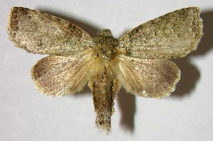  ( - 07-SRNP-57081)  @14 [ ] CreativeCommons - Attribution Non-Commercial Share-Alike (2008) Daniel H. Janzen Guanacaste Dry Forest Conservation Fund