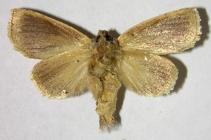  ( - 07-SRNP-57081)  @14 [ ] CreativeCommons - Attribution Non-Commercial Share-Alike (2008) Daniel H. Janzen Guanacaste Dry Forest Conservation Fund