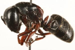  ( - CHU06-ANT-003)  @14 [ ] Unspecified (default): All Rights Reserved  Unspecified Unspecified