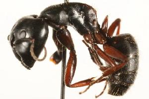  ( - CHU06-ANT-004)  @14 [ ] Unspecified (default): All Rights Reserved  Unspecified Unspecified