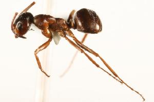  ( - CHU06-ANT-050)  @14 [ ] Unspecified (default): All Rights Reserved  Unspecified Unspecified