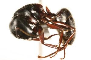  ( - CHU06-ANT-059)  @14 [ ] Unspecified (default): All Rights Reserved  Unspecified Unspecified
