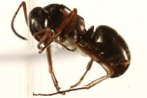  ( - CHU06-ANT-061)  @14 [ ] Unspecified (default): All Rights Reserved  Unspecified Unspecified