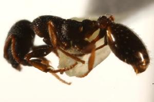  ( - CHU06-ANT-062)  @13 [ ] Unspecified (default): All Rights Reserved  Unspecified Unspecified