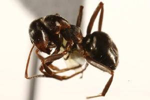  ( - CHU06-ANT-080)  @14 [ ] Unspecified (default): All Rights Reserved  Unspecified Unspecified