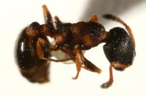  ( - CHU06-ANT-083)  @13 [ ] Unspecified (default): All Rights Reserved  Unspecified Unspecified