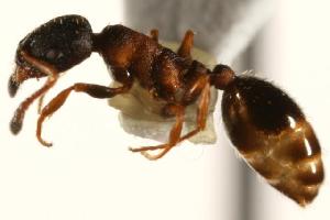  ( - CHU06-ANT-089)  @15 [ ] Unspecified (default): All Rights Reserved  Unspecified Unspecified
