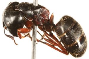  ( - CHU06-ANT-092)  @14 [ ] Unspecified (default): All Rights Reserved  Unspecified Unspecified