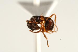  ( - CHU06-ANT-165)  @13 [ ] CreativeCommons - Attribution (2009) CBG Photography Group Centre for Biodiversity Genomics