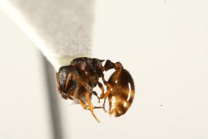  ( - CHU06-ANT-201)  @13 [ ] Unspecified (default): All Rights Reserved  Unspecified Unspecified