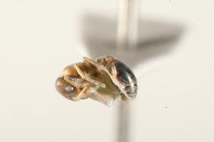  ( - CHU06-ANT-202)  @13 [ ] Unspecified (default): All Rights Reserved  Unspecified Unspecified