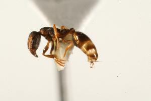  (Leptothorax canadensis - CHU06-ANT-203)  @15 [ ] Unspecified (default): All Rights Reserved  Unspecified Unspecified