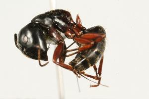  ( - CHU06-ANT-249)  @14 [ ] Unspecified (default): All Rights Reserved  Unspecified Unspecified