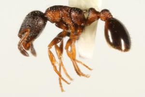  (Leptothorax muscorum complex - CHU06-ANT-506)  @14 [ ] CreativeCommons - Attribution (2009) CBG Photography Group Centre for Biodiversity Genomics