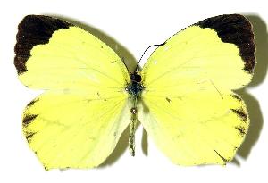  ( - 02-SRNP-33474)  @14 [ ] CreativeCommons - Attribution Non-Commercial Share-Alike (2005) Daniel H. Janzen Guanacaste Dry Forest Conservation Fund