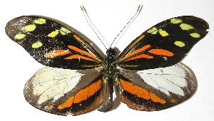  ( - 07-SRNP-4765)  @14 [ ] CreativeCommons - Attribution Non-Commercial Share-Alike (2008) Daniel H. Janzen Guanacaste Dry Forest Conservation Fund