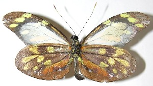  ( - 07-SRNP-4765)  @14 [ ] CreativeCommons - Attribution Non-Commercial Share-Alike (2008) Daniel H. Janzen Guanacaste Dry Forest Conservation Fund