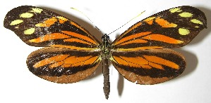  ( - 07-SRNP-5005)  @14 [ ] CreativeCommons - Attribution Non-Commercial Share-Alike (2008) Daniel H. Janzen Guanacaste Dry Forest Conservation Fund