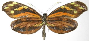  ( - 07-SRNP-5005)  @14 [ ] CreativeCommons - Attribution Non-Commercial Share-Alike (2008) Daniel H. Janzen Guanacaste Dry Forest Conservation Fund