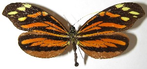  ( - 07-SRNP-5022)  @14 [ ] CreativeCommons - Attribution Non-Commercial Share-Alike (2008) Daniel H. Janzen Guanacaste Dry Forest Conservation Fund