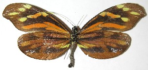  ( - 07-SRNP-5022)  @14 [ ] CreativeCommons - Attribution Non-Commercial Share-Alike (2008) Daniel H. Janzen Guanacaste Dry Forest Conservation Fund