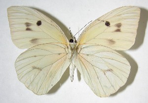  ( - 07-SRNP-59084)  @12 [ ] CreativeCommons - Attribution Non-Commercial Share-Alike (2008) Daniel H. Janzen Guanacaste Dry Forest Conservation Fund