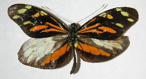  ( - 07-SRNP-59590)  @14 [ ] CreativeCommons - Attribution Non-Commercial Share-Alike (2008) Daniel H. Janzen Guanacaste Dry Forest Conservation Fund