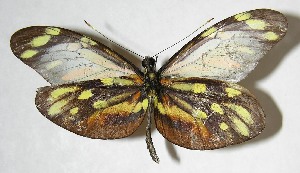  ( - 07-SRNP-59590)  @14 [ ] CreativeCommons - Attribution Non-Commercial Share-Alike (2008) Daniel H. Janzen Guanacaste Dry Forest Conservation Fund