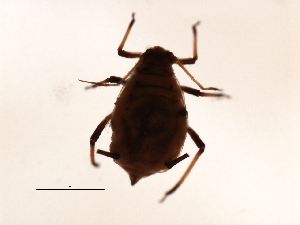  ( - CHU06-APH-186)  @12 [ ] CreativeCommons - Attribution (2008) CBG Photography Group Centre for Biodiversity Genomics