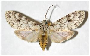  ( - 04-SRNP-35620)  @14 [ ] CreativeCommons - Attribution Non-Commercial Share-Alike (2005) Daniel H. Janzen Guanacaste Dry Forest Conservation Fund