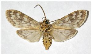  ( - 04-SRNP-35620)  @14 [ ] CreativeCommons - Attribution Non-Commercial Share-Alike (2005) Daniel H. Janzen Guanacaste Dry Forest Conservation Fund