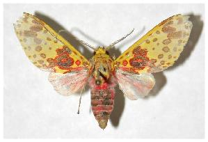  ( - 05-SRNP-21768)  @14 [ ] CreativeCommons - Attribution Non-Commercial Share-Alike (2006) Daniel H. Janzen Guanacaste Dry Forest Conservation Fund