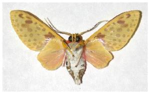  ( - 05-SRNP-34088)  @14 [ ] CreativeCommons - Attribution Non-Commercial Share-Alike (2006) Daniel H. Janzen Guanacaste Dry Forest Conservation Fund