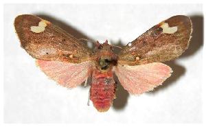  ( - 05-SRNP-4000)  @14 [ ] CreativeCommons - Attribution Non-Commercial Share-Alike (2006) Daniel H. Janzen Guanacaste Dry Forest Conservation Fund