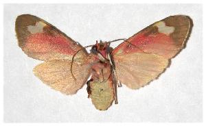  ( - 05-SRNP-4000)  @14 [ ] CreativeCommons - Attribution Non-Commercial Share-Alike (2006) Daniel H. Janzen Guanacaste Dry Forest Conservation Fund