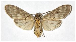  ( - 05-SRNP-57572)  @14 [ ] CreativeCommons - Attribution Non-Commercial Share-Alike (2005) Daniel H. Janzen Guanacaste Dry Forest Conservation Fund